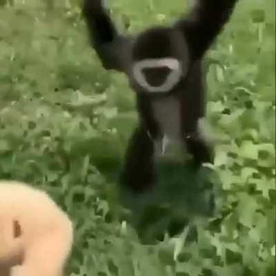 xQc and Koil when the new nopixel pay-to-access sister server opens. xQc knowing he will never get banned again and koil knowing he will get free money without drama