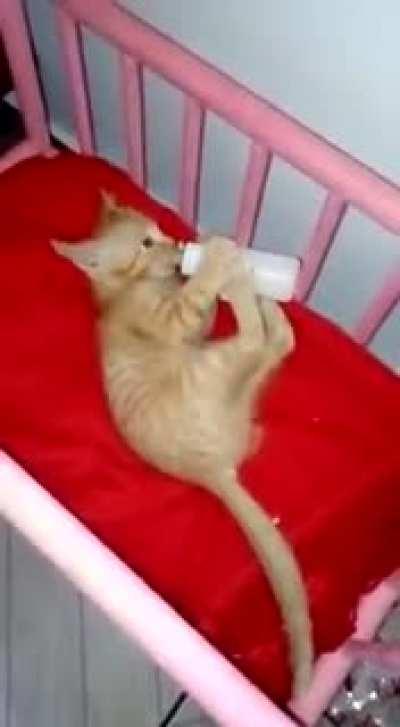 This kitten have his own baby crib