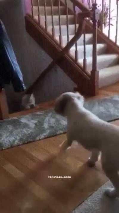 Cat here is a bit loco...