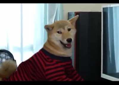 Such crazy human! Much mad!!