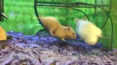 Hamster wheel fail