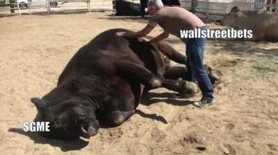 $GME Autists preparing to break the $20.25 ceiling