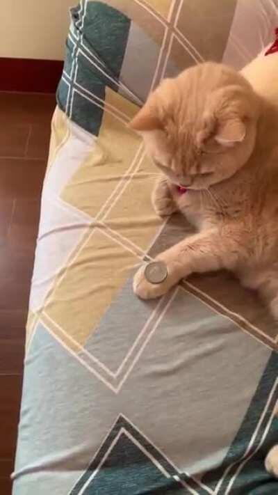 Animals that do magic (crosspost)