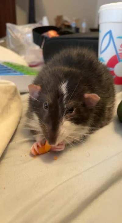 My baby, Marc’s lil grabbies. He passed away on the 11th of this month, and I found a video of him monching on a Cheeto :)
