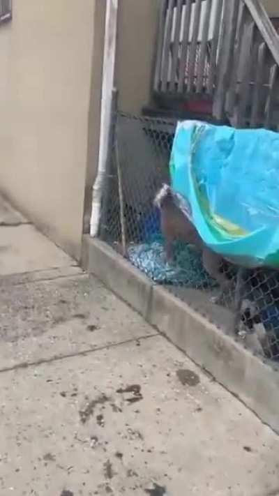 Cat in Baltimore takes on a pitbull, shows him who's boss.