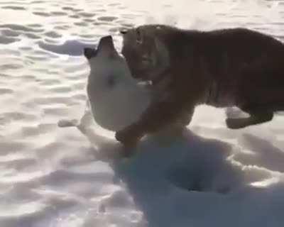 Is it nonononoyes or yesyesyesyesno?