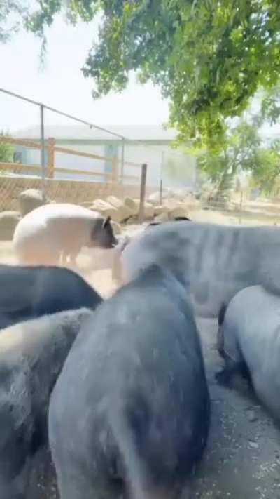 Blending with nature.