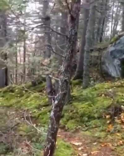 🔥 Winds make the trees sway and move the roots. Making it look like the forest is breathing.