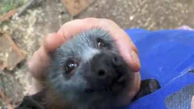 bat squeaks while being petted