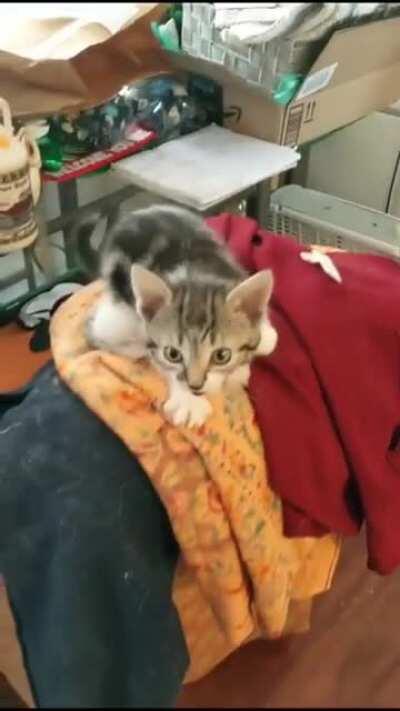 Nice, fuzzy ball of warmness