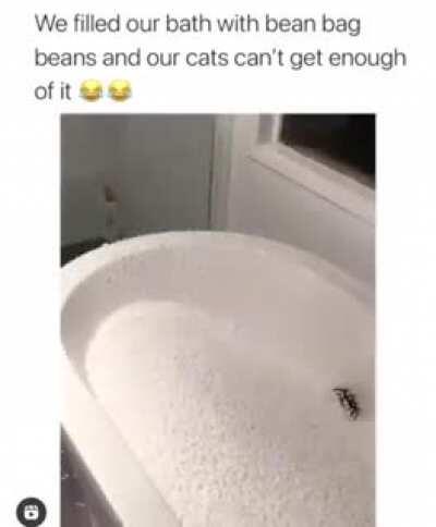 Definitely going to have a large vet bill when they eat them