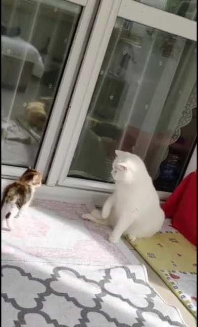 We adopted a cat for our senior cat. But he doesn't quiet like her just yet.