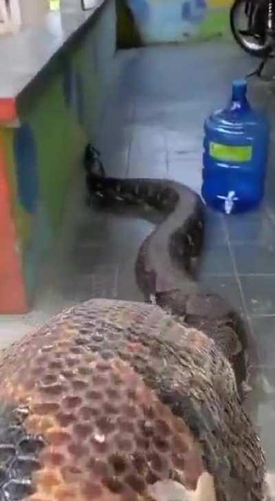 Honey, there’s a snake outside