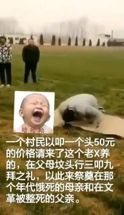 村民雇毛腊肉演员给文革中冤死的父母叩头谢罪