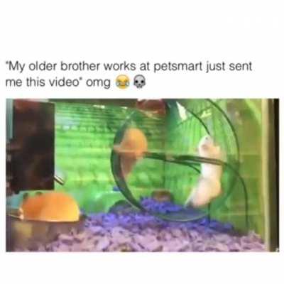 Ouch ouch ouch Jerry stop!