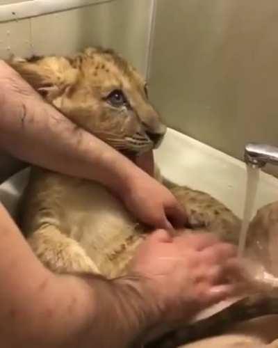 Little kitten takes a bath.