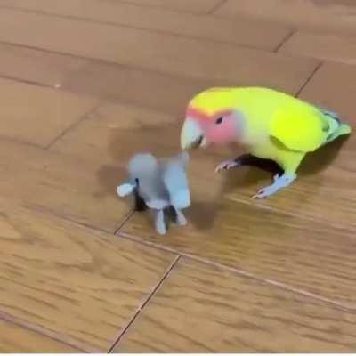 Get lost stoopid donkey