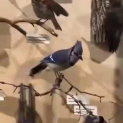 What bluejay actually sound like