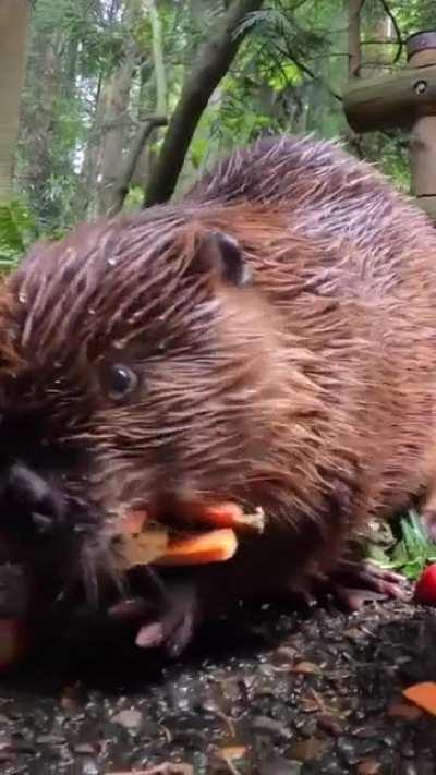 Celebrating Maple's 5th birthday at the Oregon Zoo.