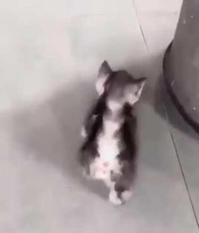 If you need a smile, try this.