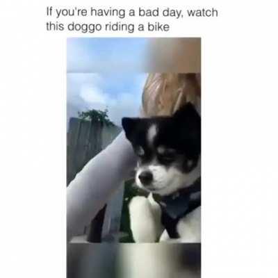 Puppy on a bike ride