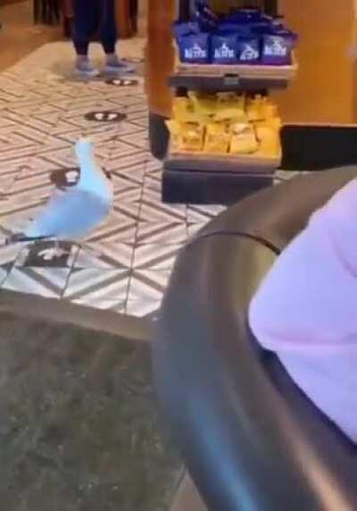 note the casual entry and hurried exit this is an experienced seagull shoplifter