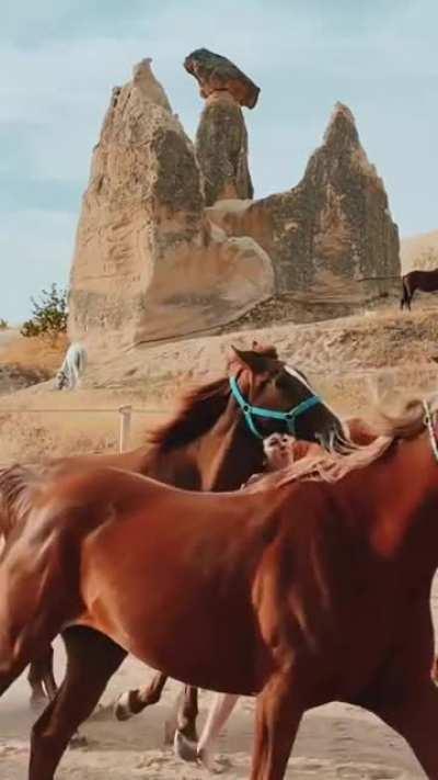 Walking through running horses for clout points.