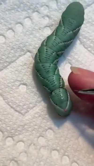 Saving a caterpillar