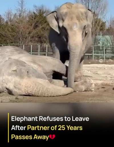 Zyada kuch nai, loyalty is forever!!