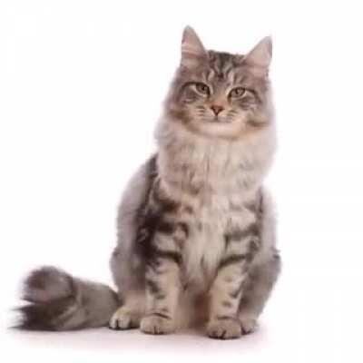 Котик. Таймлапс