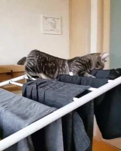 If this isn't a startled cat, I don't know WHAT is.