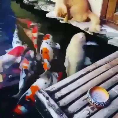 TiNY goLdFish IS RIpPEd to sHREDs bY a GRiZZly bEAR