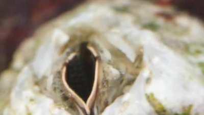 Acorn barnacles going to great lengths to hook up