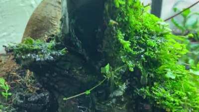 My overgrown mini water forest.