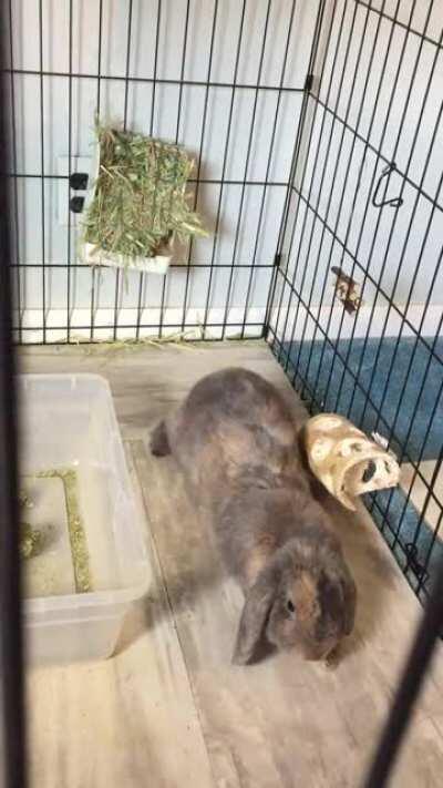 sploot (sound on for full sploot effect)