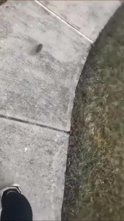 This curious baby bunny checking out a friendly human