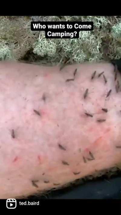 🤯🦟 Insane Mosquitoes & Blackflies