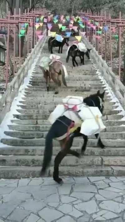 🔥 How Donkeys go up the stairs