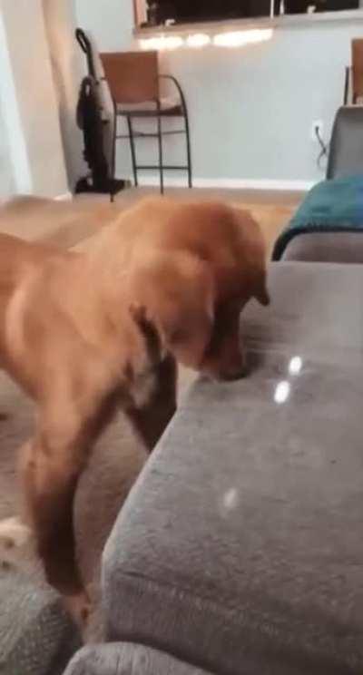 Trying to eat sunlight isn't easy