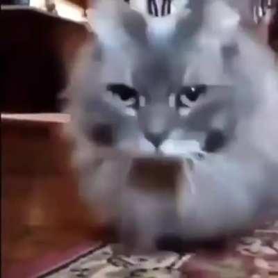 aweonasogang - Video #2273