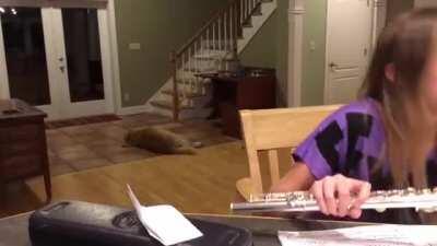 Dog howling at a girl playing the flute