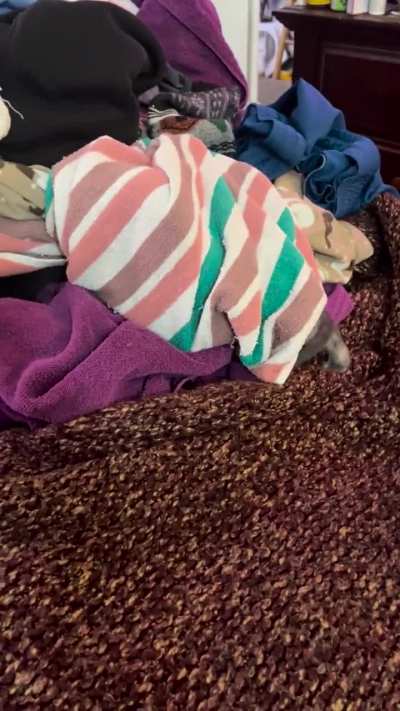 The Dryer Lint Returns