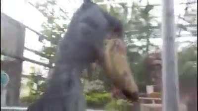 A shoebill visiting you literally sounds like a shootout at the arcades