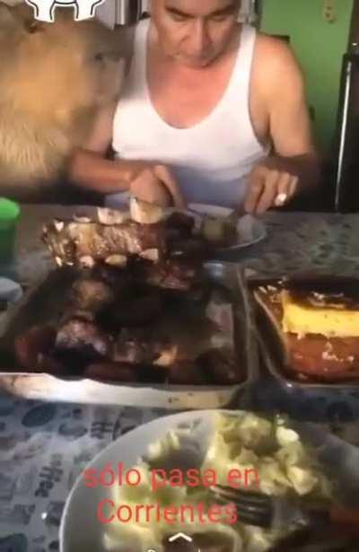 Carpincho comiendo asado