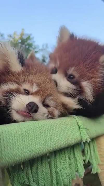 You smell like 🍎🍏