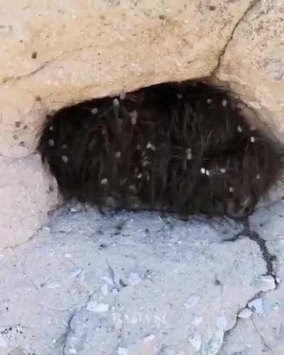 Мохнатое чудовище