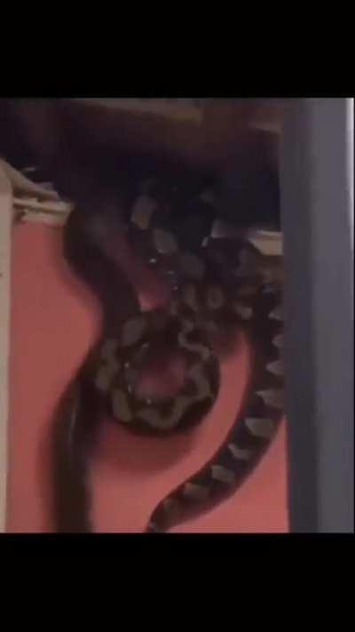 I would shit myself instantly