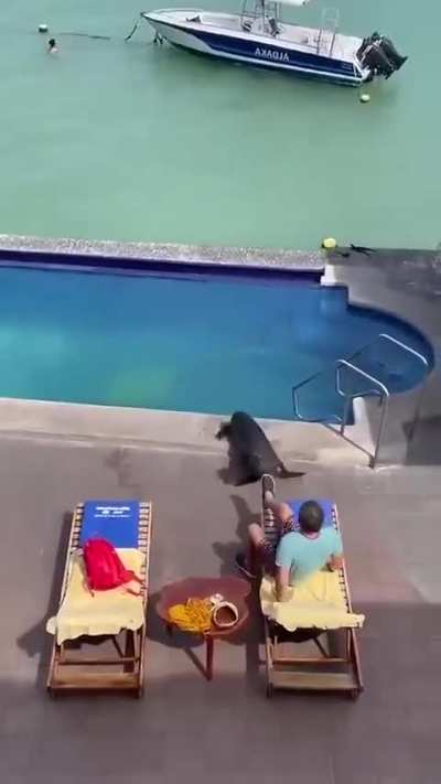 The Sea Lion's Pool Day Goal.