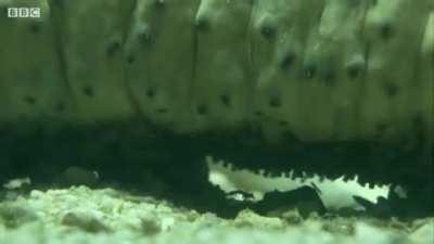 Pearlfish are parasites of Sea Cucumbers and enter through their anus. Inside, they reproduce and feed on their host's internal organs.