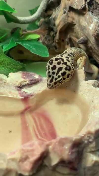 After 9 months or so I finally got to see Beau drink! My twins were thrilled to watch with me this morning!